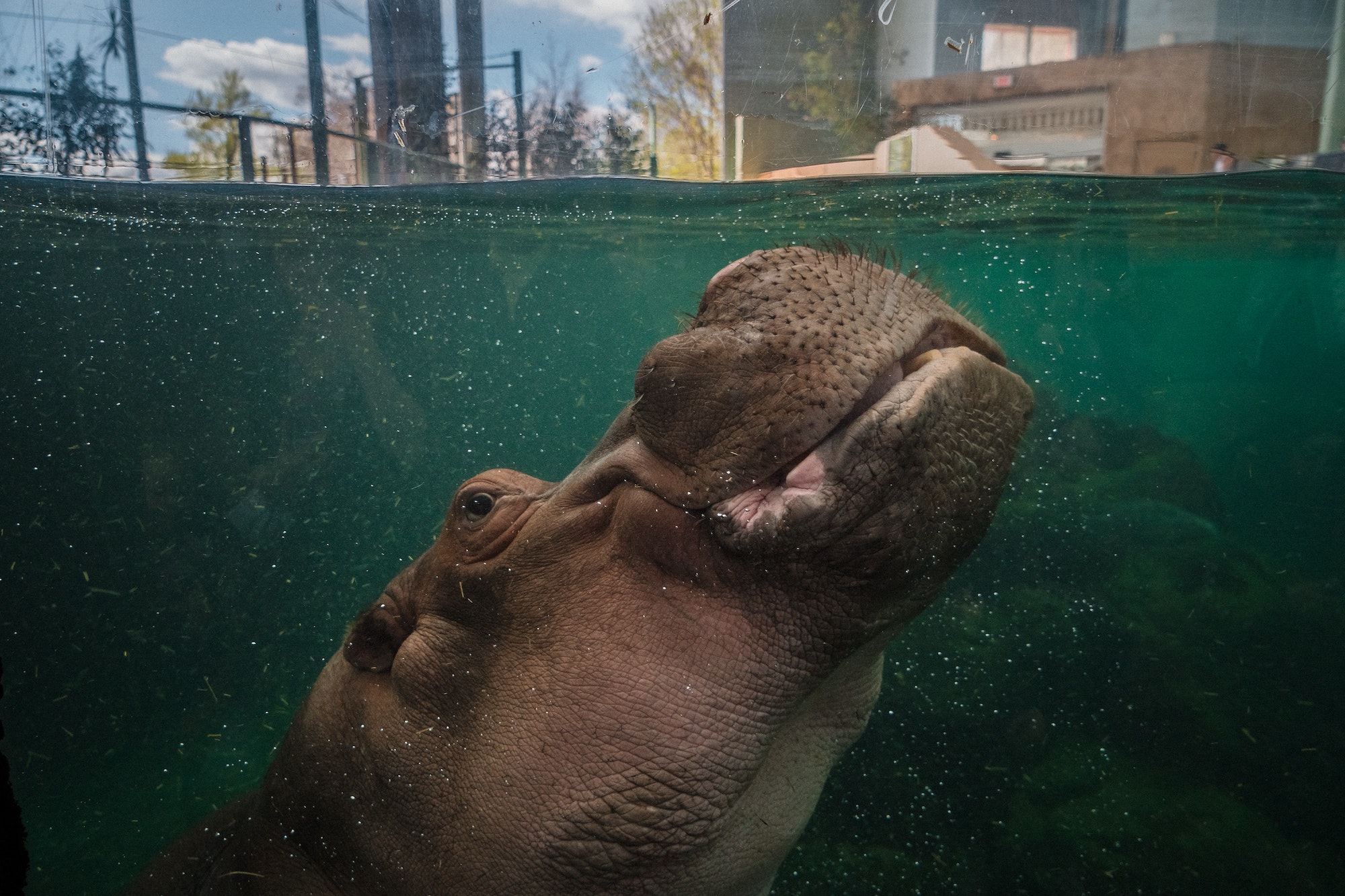 Hippo At Calgary Zoo