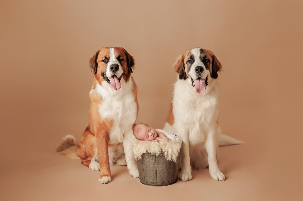 Amanda Dams Photography Newborn Dean 24 Amanda Dams Photography Newborn Dean 24